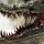 alligator