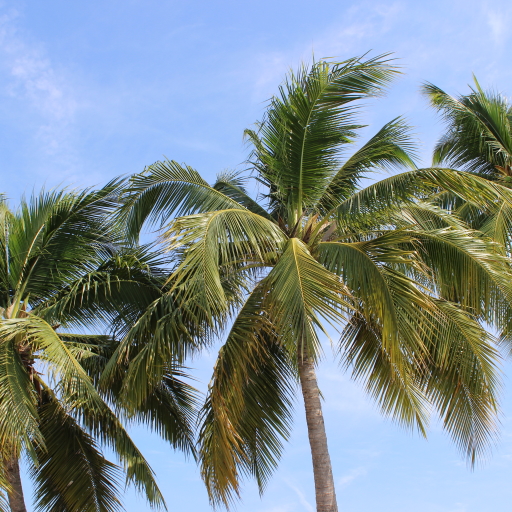 Palm Tree Pfp
