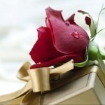 Download Holiday Birthday PFP