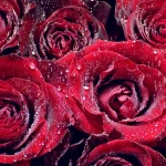 nature rose PFP