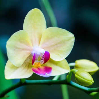 yellow flower nature flower orchid PFP