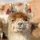 llama