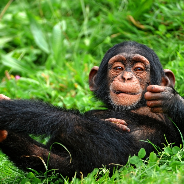 Chimpanzee Pfp