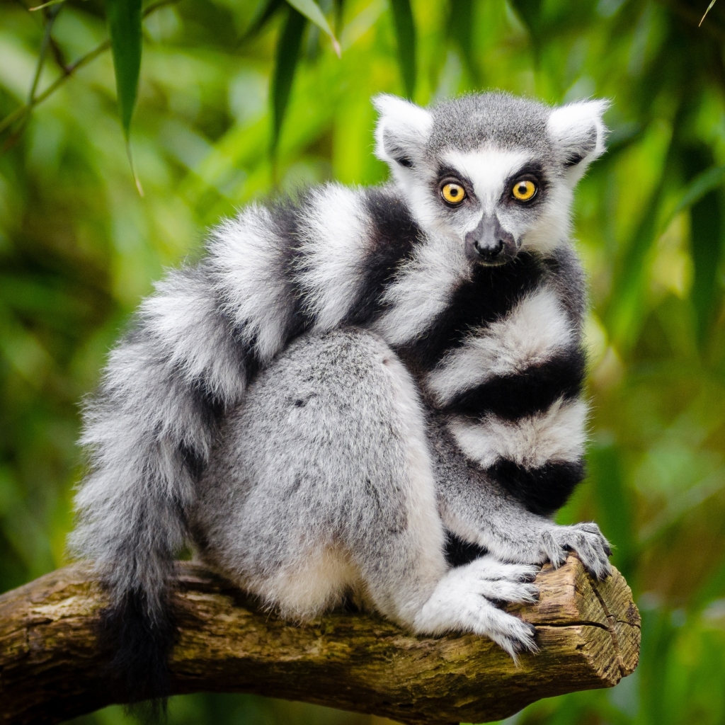 Lemur Pfp