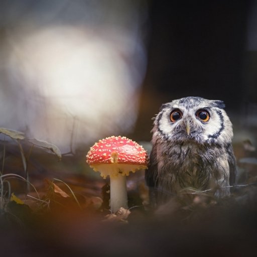 Download Mushroom Bird Animal Owl PFP