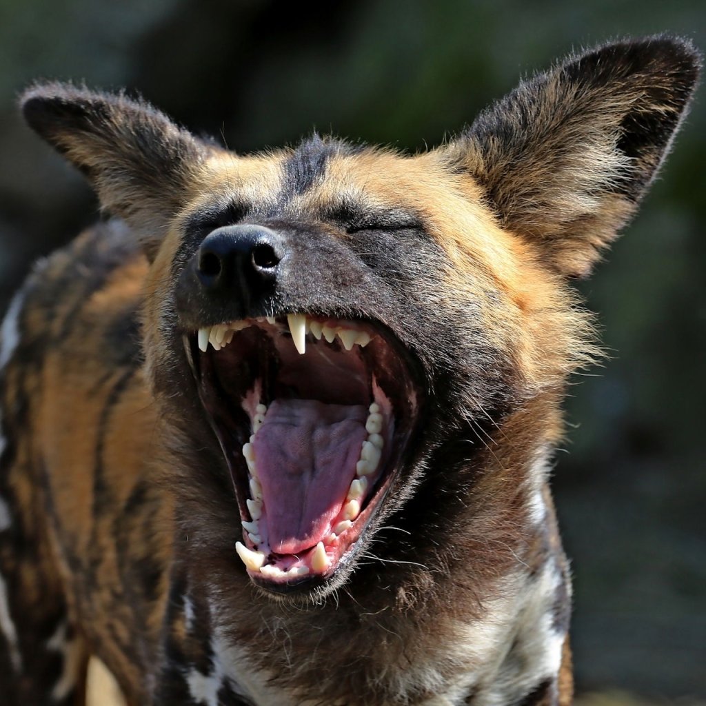 African Wild Dog PFP