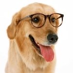 Download Funny Dog PFP