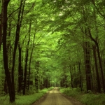Dirt Road in Forest