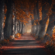 Autumn Path Through The Forest