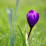Download Nature Crocus PFP
