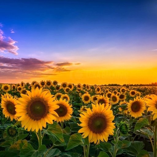 Download Sky Yellow Flower Sunrise Summer Nature Sunflower PFP