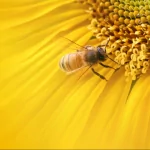 Animal bee PFP