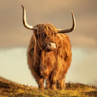 highland cattle Pfp