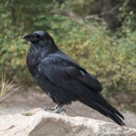 Beautiful Black Raven