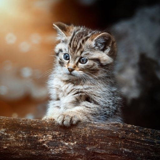 Download Baby Animal Kitten Animal Cat PFP