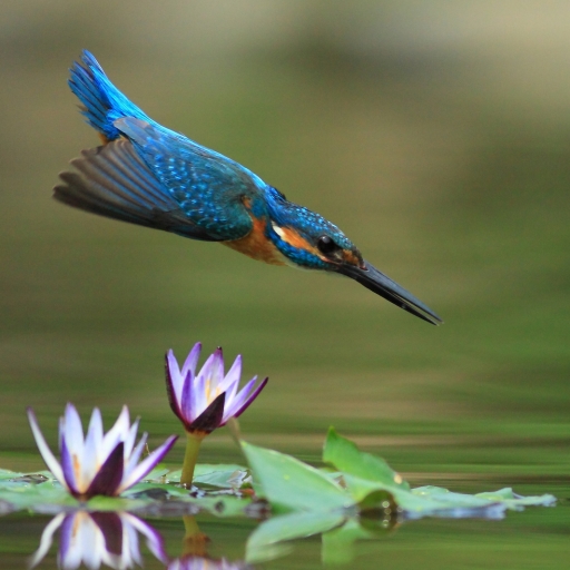 Common (Eurasian) (Small Blue) Kingfisher - alcedo atthis