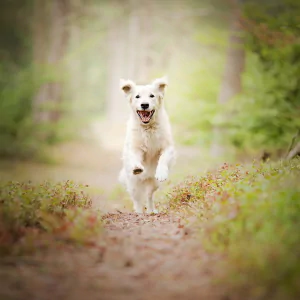running dog Animal golden retriever PFP