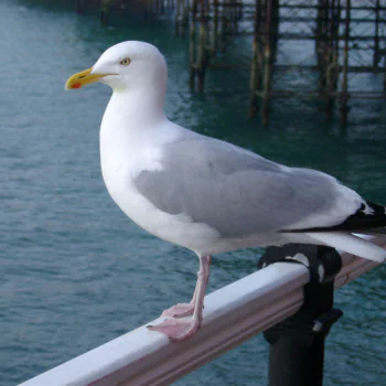 Seagull PFP