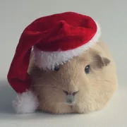 Forum avatar of a cream guinea pig wearing a red Santa hat, facing forward on a plain light background.