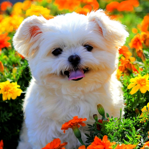 Cute Puppy in Flowers