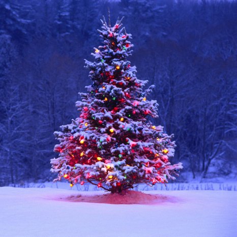 Forum avatar showing a snow-dusted Christmas tree glowing with multicolored holiday lights in a snowy twilight forest.
