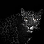 Download Animal Leopard PFP