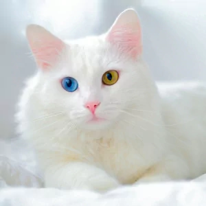 heterochromia Animal cat PFP
