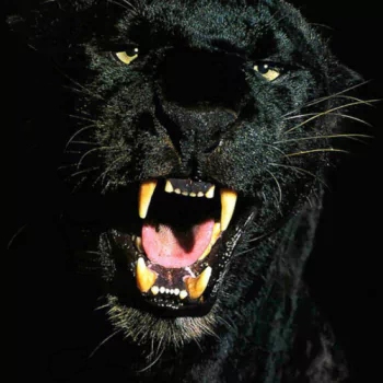 Animal black panther PFP