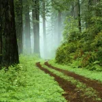 nature forest PFP