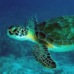sea turtle Pfp