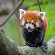 Red Panda Pfp