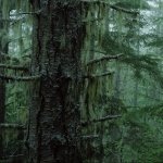 Download Nature Forest PFP