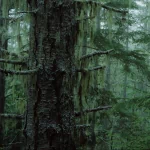 nature forest PFP
