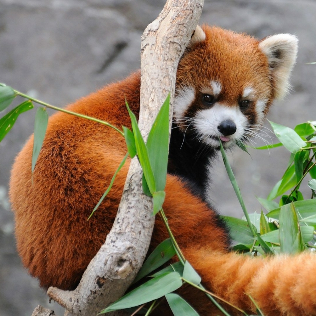 Download Animal Red Panda PFP