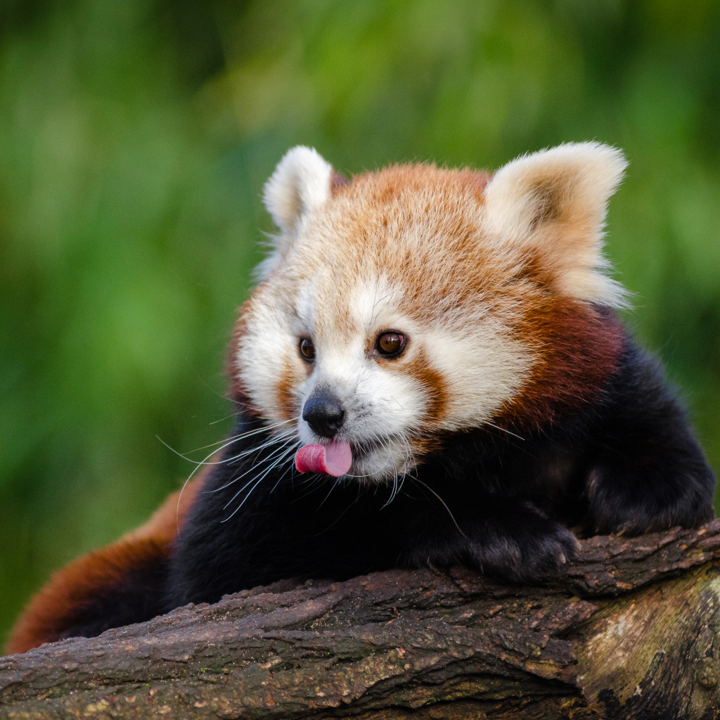 Red Panda Pfp