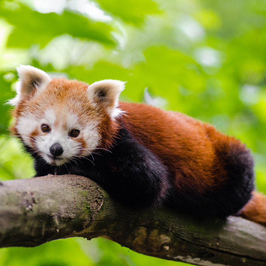 Red Panda Pfp