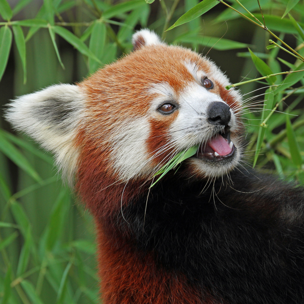 Download Animal Red Panda PFP