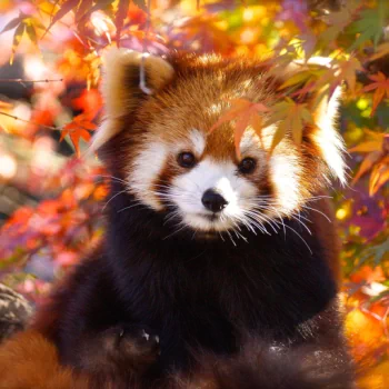 Animal red panda PFP