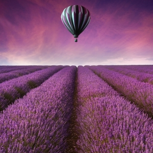 Hot Air Balloon Over Lavender Field