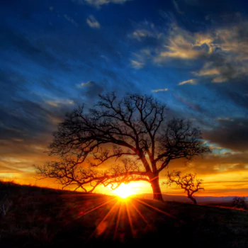 sunbeam tree nature sunset PFP