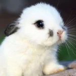 Animal rabbit PFP
