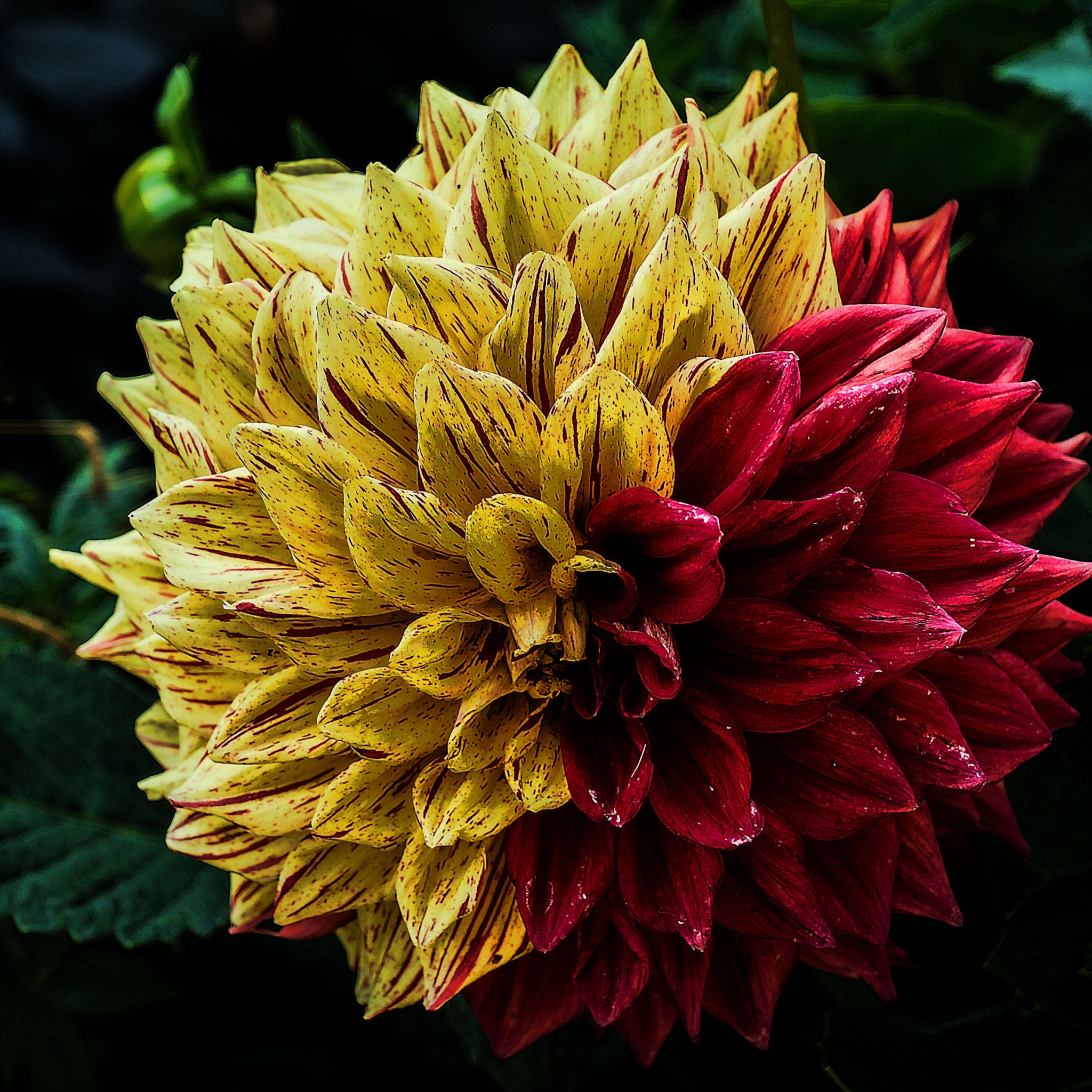 Red and Yellow Mexican Dahlia