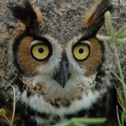 Download Close-up Face Animal Owl PFP