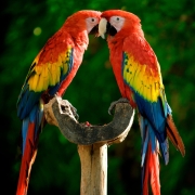 Scarlet Macaw Pfp