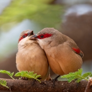 The Red-browed finch is an estrildid finch that inhabits the east coast of Australia.