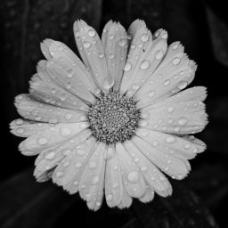 Download Daisy Water Drop Flower Photography Black & White PFP