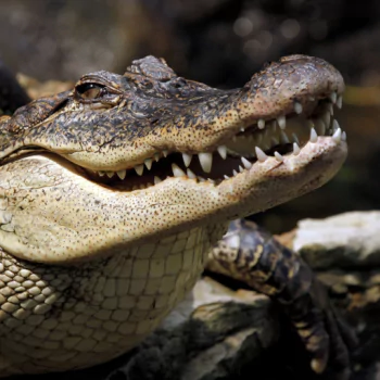 reptile Animal crocodile PFP
