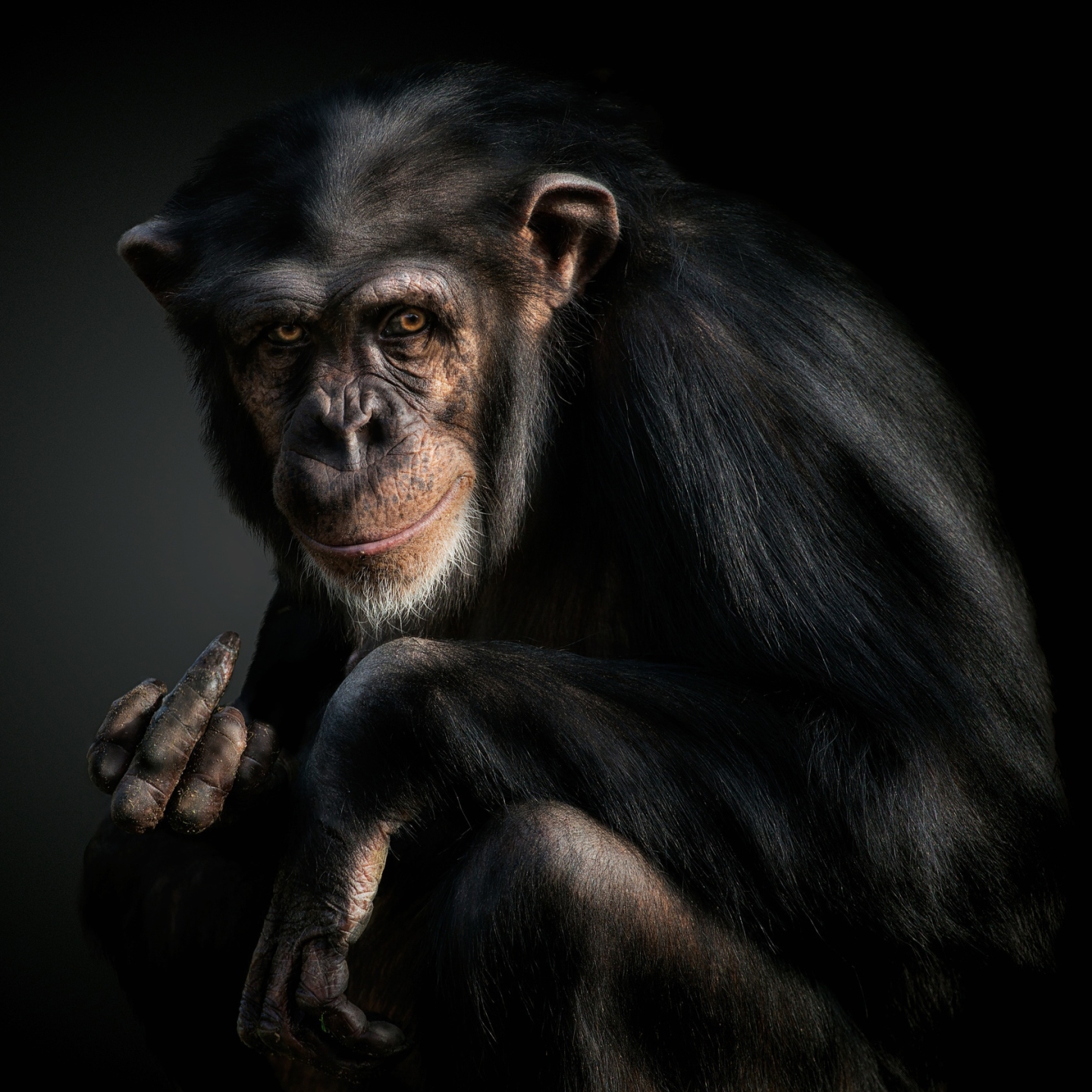 Chimpanzee Pfp
