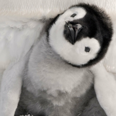 Emperor Penguin Chick Kept Warm by His Dad