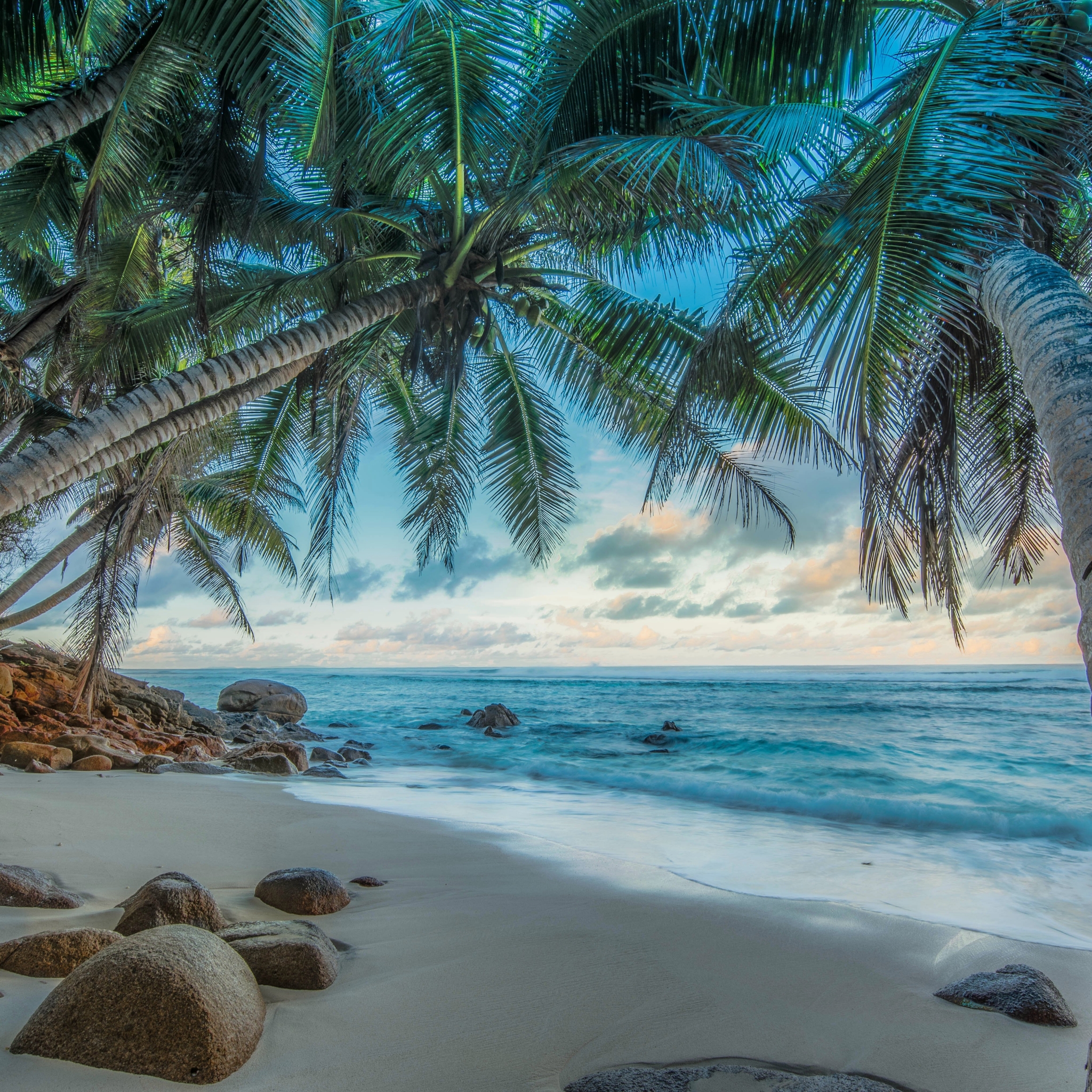 Palm Trees on Tropical Beach